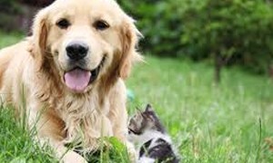 Animaux huiles essentielles