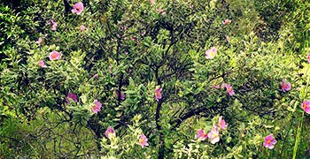 Huile essentielle de ciste