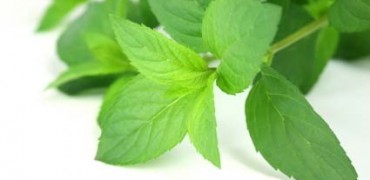 Huile essentielle de menthe poivrée